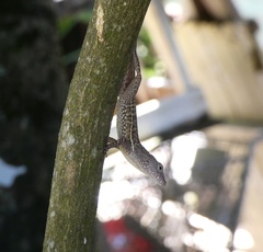 Anolis lineatopus