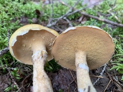 Suillus acidus