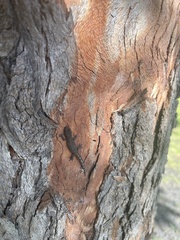 Christinus marmoratus