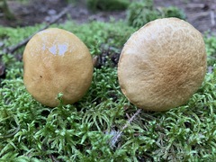 Suillus acidus