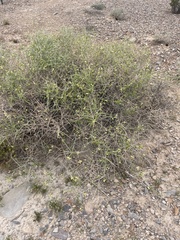 Scutellaria mexicana