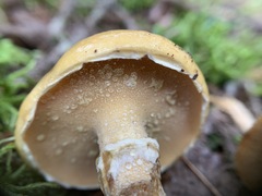 Suillus acidus