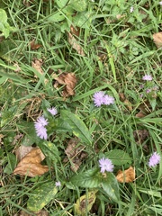 Elephantopus tomentosus