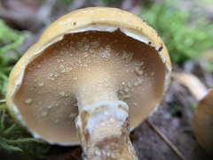 Suillus acidus