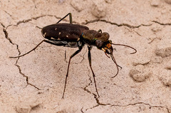 Cicindela punctulata