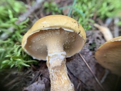 Suillus acidus