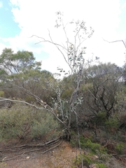 Eucalyptus desmondensis