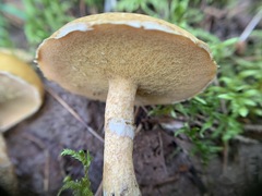 Suillus acidus