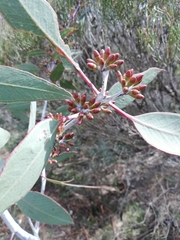Eucalyptus desmondensis