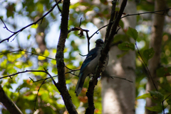 Cyanocitta cristata image