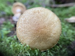 Suillus acidus