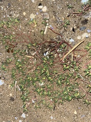 Euphorbia polygonifolia