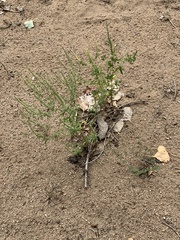 Ambrosia acanthicarpa