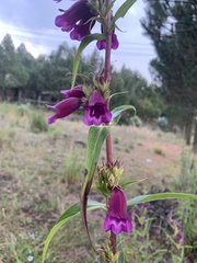 Penstemon gentianoides