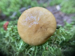 Suillus acidus