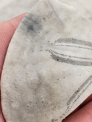 Dendraster excentricus