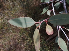 Eucalyptus desmondensis