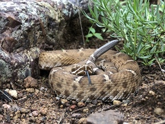 Crotalus willardi willardi