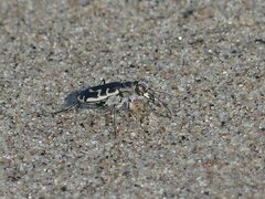Cicindela hirticollis
