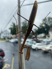 Tenodera angustipennis