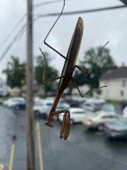 Tenodera angustipennis