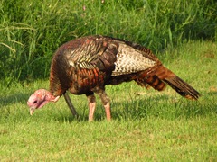 Meleagris gallopavo silvestris
