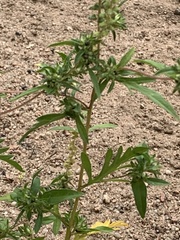 Ambrosia acanthicarpa