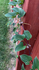 Dioscorea polystachya