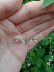Fallopia convolvulus