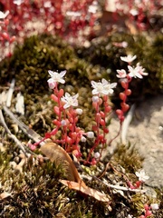 Sedum smallii