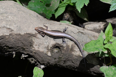 Plestiodon finitimus