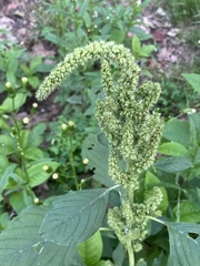 Amaranthus