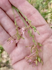 Oenothera filiformis