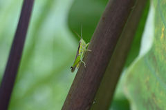 Oxya japonica