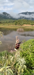 Hycleus biundulatus