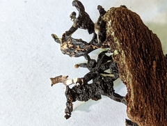 Hypogymnia enteromorpha