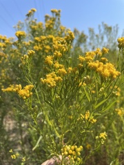 Euthamia occidentalis