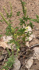 Ambrosia acanthicarpa