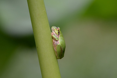 Hyla japonica