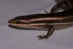Marisora alliacea