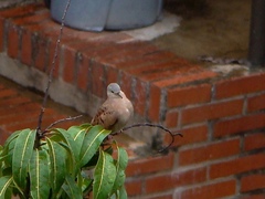 Columbina talpacoti rufipennis
