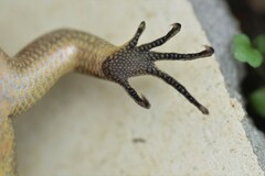 Marisora alliacea