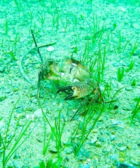 Nectocarcinus integrifrons