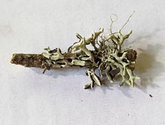 Hypogymnia tubulosa