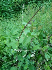 Fallopia convolvulus