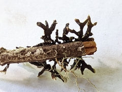 Hypogymnia tubulosa