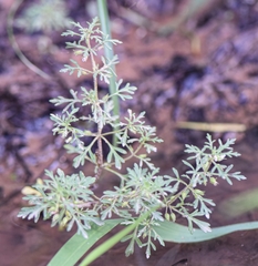 Leucospora multifida