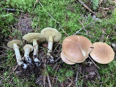 Suillus subalutaceus
