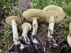 Suillus subalutaceus