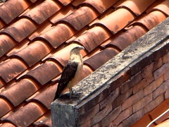 Daptrius chimachima cordatus